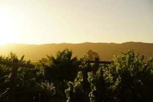 valle de guadalupe 6