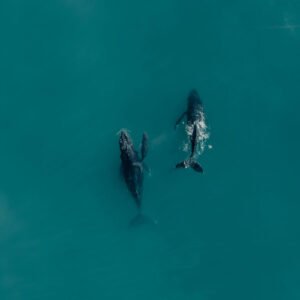 gray whale
